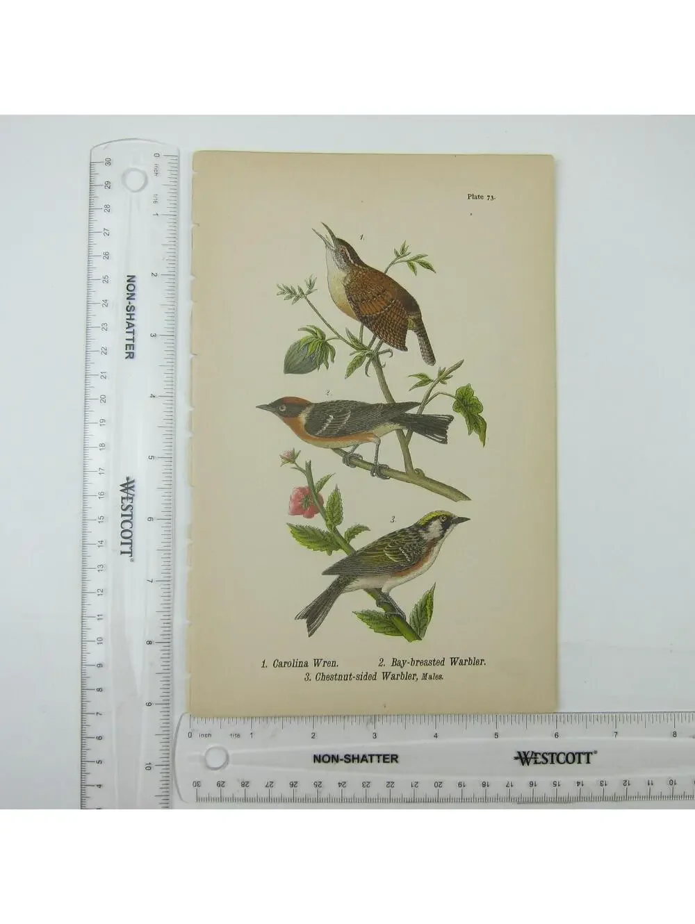 Bird Litho Print Carolina Wren Bay-breasted Warbler Chestnut-sided Antique 1890